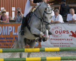 jumper Balu 333 (German Riding Pony, 1997, from Bingo)