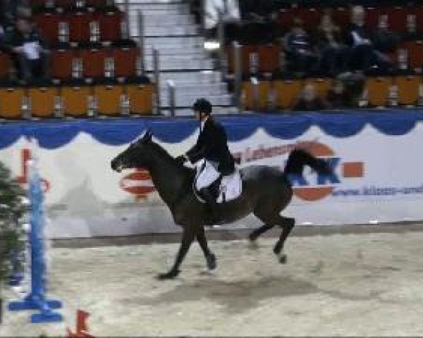 broodmare Luna 716 (Oldenburg, 1998, from Landcapitol)