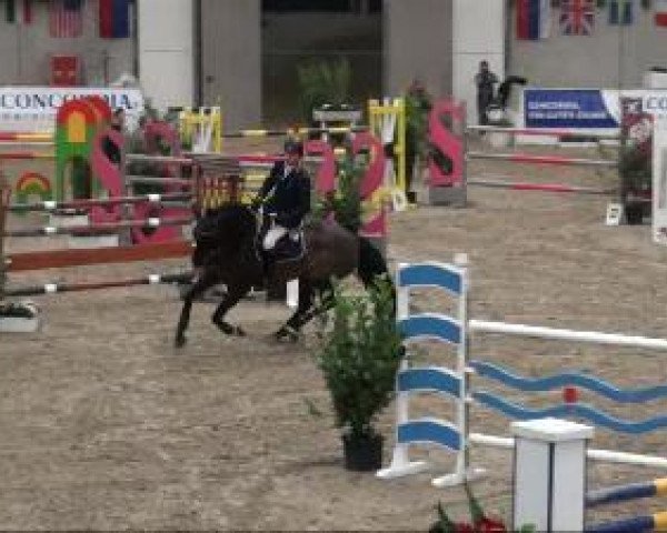 Springpferd Rpm Canturado (Holsteiner, 2003, von Canturo) Springpferd Rpm Canturado (Holsteiner, 2003, von Canturo)