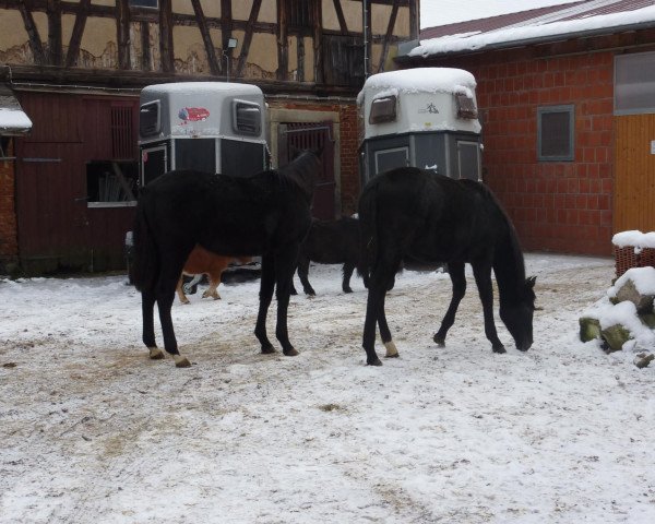 horse Curley sue s (German Sport Horse, 2010, from Ciacomini)