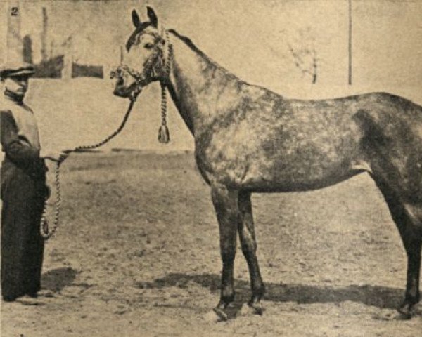 Zuchtstute Niwka ox (Vollblutaraber, 1932, von Fetysz ox 1924)