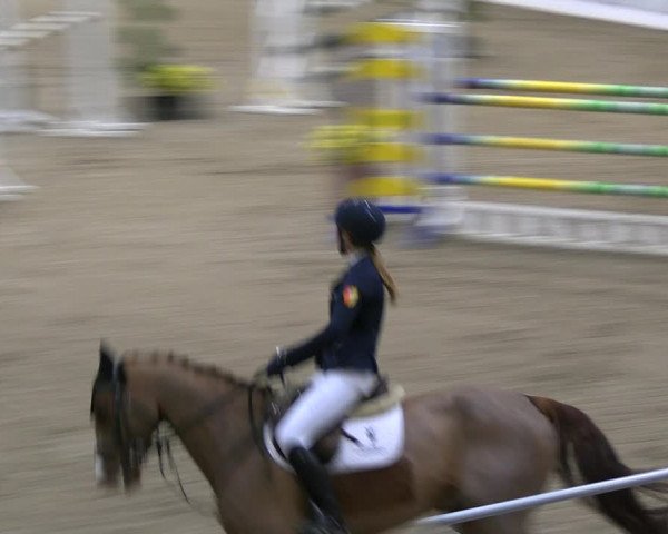 Reitturnier Verden 2022