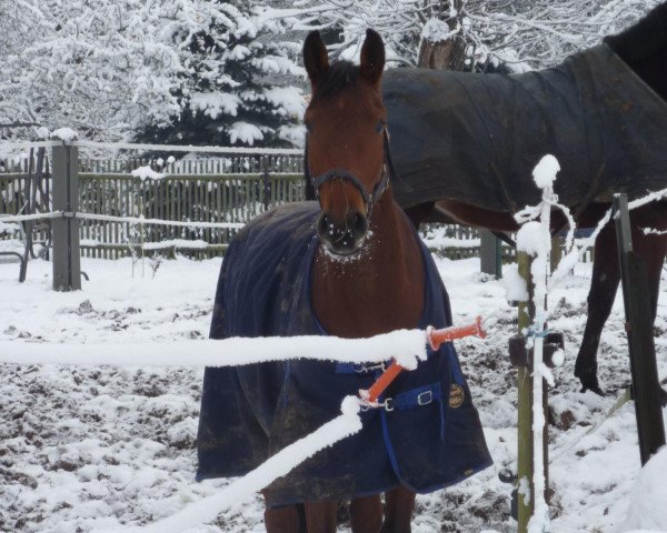 horse Cliff (German Sport Horse, 2007, from Casander)