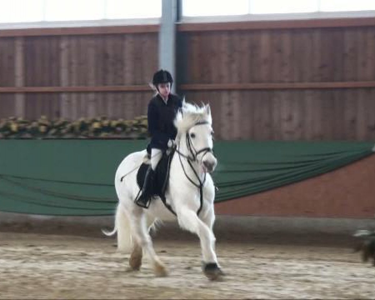 dressage horse Frodo (Welsh, 1996, from Fair Diamond ox)