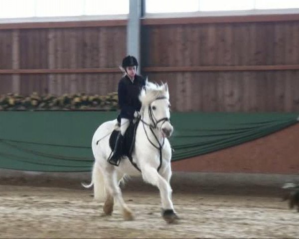 dressage horse Frodo (Welsh, 1996, from Fair Diamond ox)