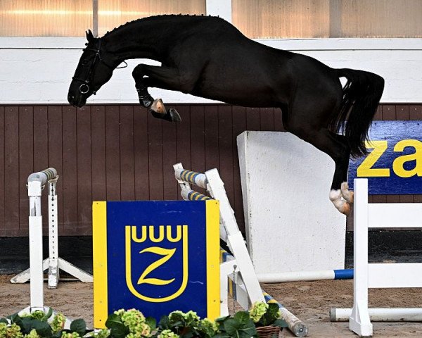 horse D'Artagnan van de Vecht Z (Zangersheide riding horse, 2020, from Dominator 2000 Z)
