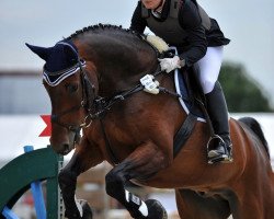 dressage horse Like a Macho (Oldenburg show jumper, 2002, from Lentimus)