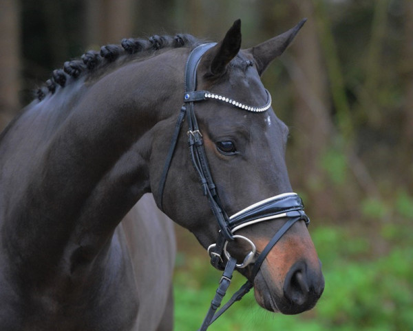 horse Sané le bon (Rhinelander, 2019, from Sir Donnerhall I)