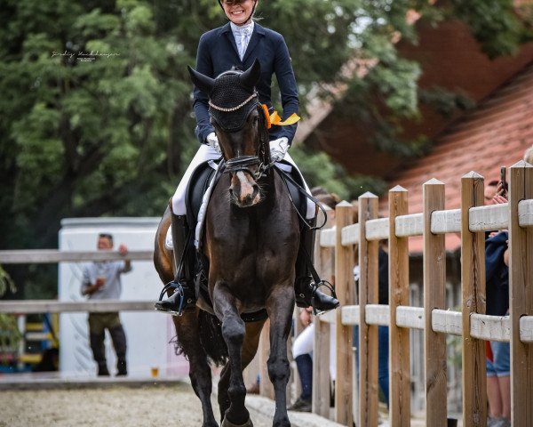 broodmare Qarly (Hanoverian, 2012, from Quaterhall)