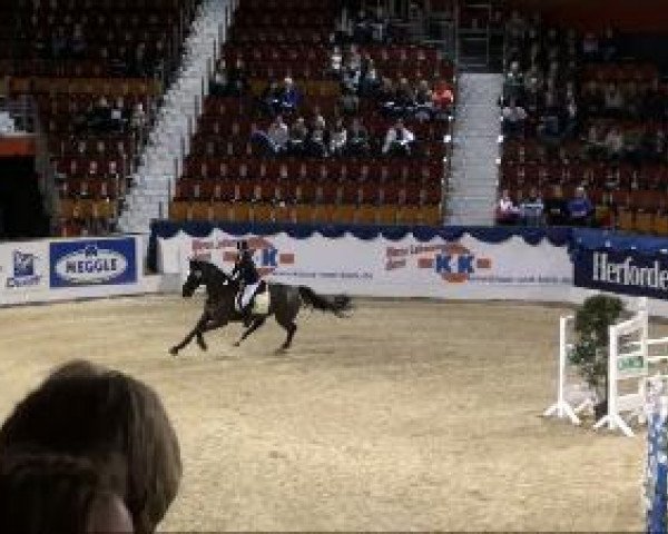 jumper Pablo LA (Westphalian, 2000, from Potsdam)