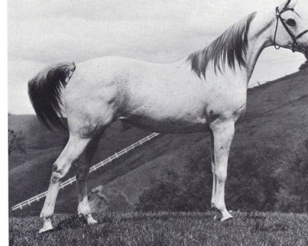 broodmare Silver Dawn ox (Arabian purebred, 1957, from Serafix ox)