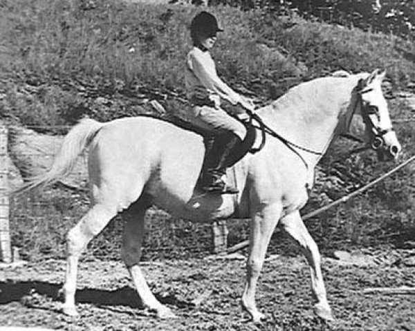 Dressurpferd Indy ox (Vollblutaraber, 1947, von Raffles ox)