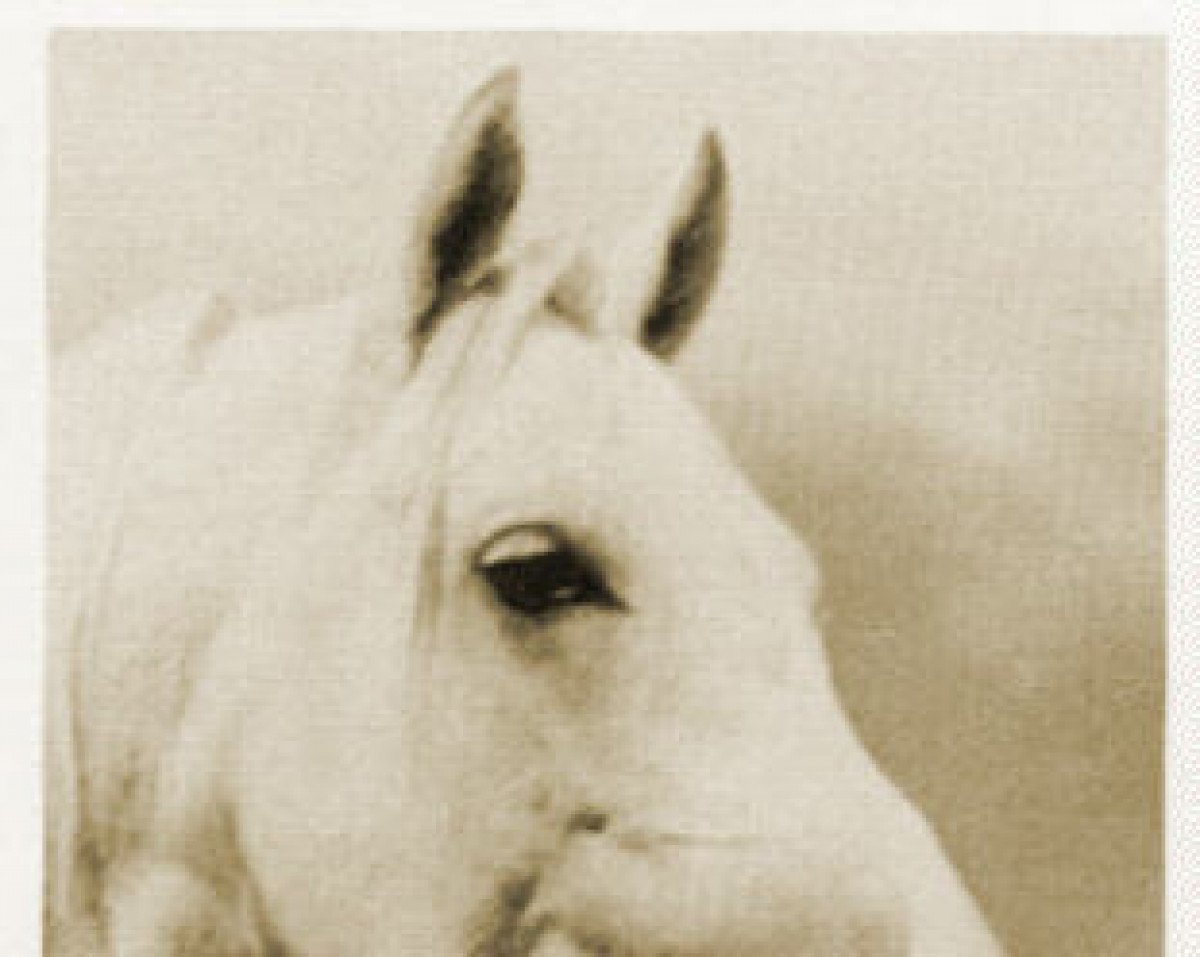 horse Aka ox (Arabian purebred,  , from Indy ox)