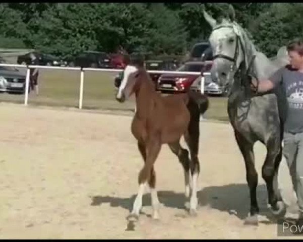 Video of Trude N