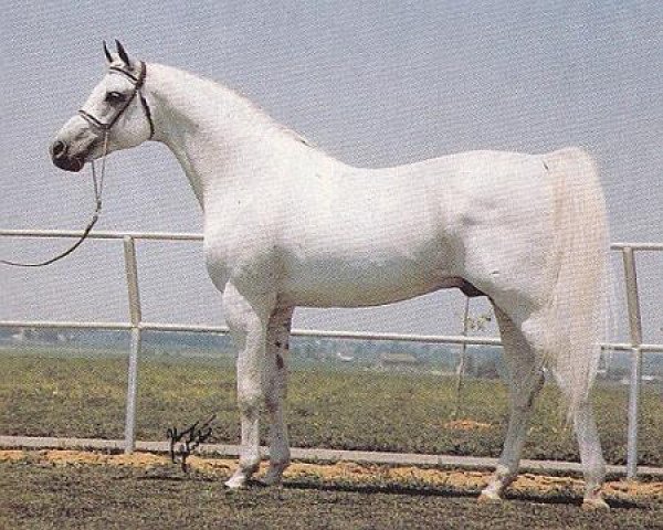 horse Harbit ox (Arabian purebred, 1964, from Negatiw 1945 ox)
