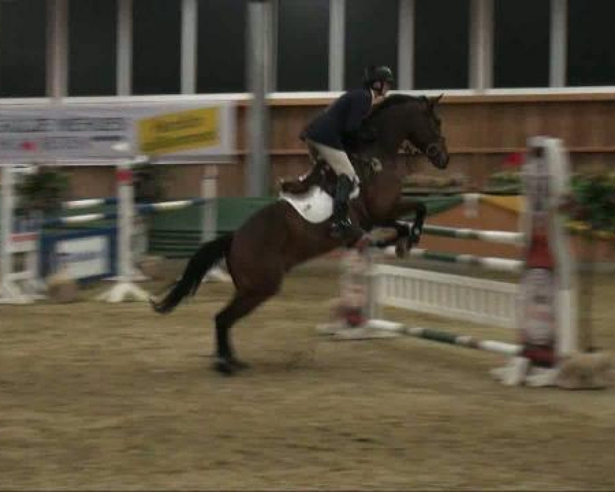 jumper Sir Medicott (German Warmblood, 2003, from Campbell)