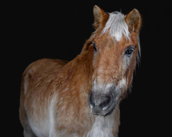 horse Harlecin 2 (Haflinger, 1989, from Haron) horse Harlecin 2 (Haflinger, 1989, from Haron)