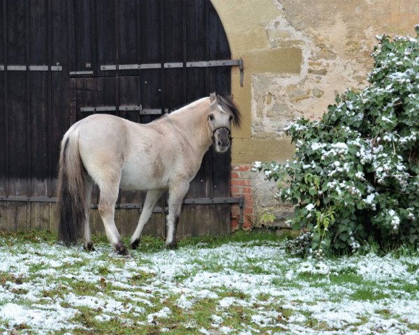 horse Iago von Hofdreilinden (Fjord Horse, 2019, from Iskko)
