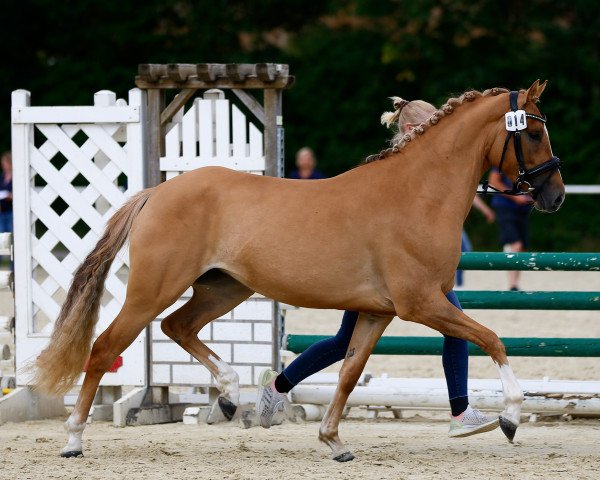 broodmare Disney's Date (German Riding Pony, 2019, from Dating AT NRW)