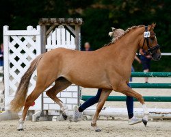 broodmare Disney's Date (German Riding Pony, 2019, from Dating AT NRW)