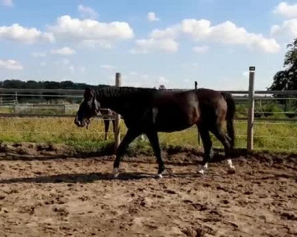 Video von Fedelta