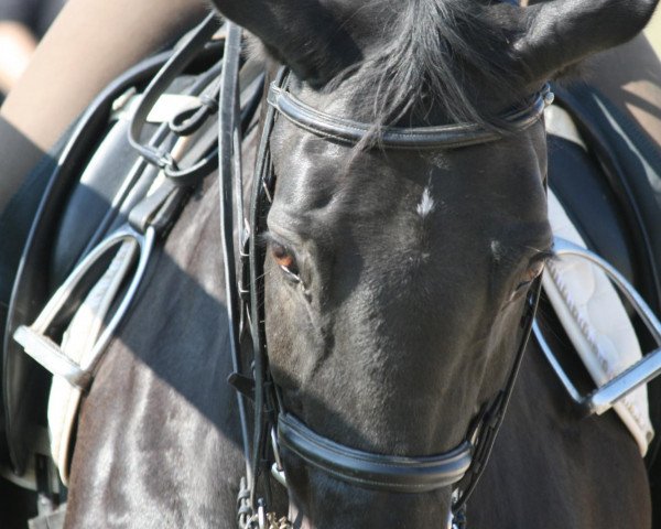Pferd Rondano (Westfale, 1993, von Royal Angelo I)