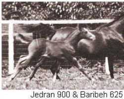broodmare Baribeh ox (Arabian purebred, 1927, from Ribal 1920 ox)