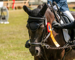 dressage horse Fremdstern (German Riding Pony, 2001, from Flic-Flac)