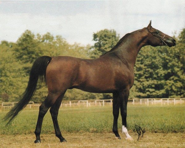 stallion Andreanov ox (Arabian purebred, 1977, from Negatraz 1971 ox)