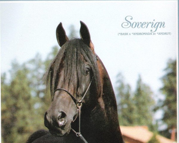 stallion Soverign ox (Arabian purebred, 1980, from Bask ox)