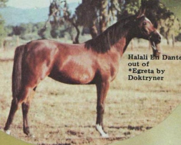 broodmare Halali En Dante ox (Arabian purebred, 1971, from Gdansk ox)