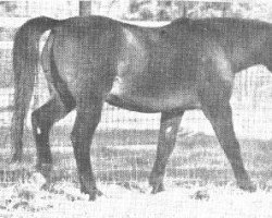 broodmare Egeria ox (Arabian purebred, 1951, from Witraz 1938 ox)