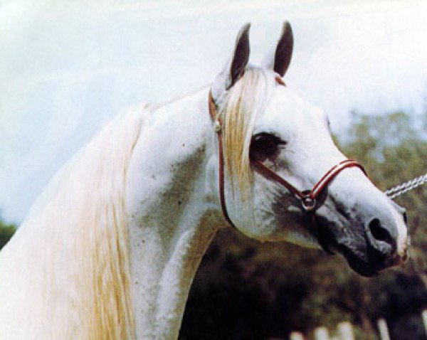 stallion Corsair ox (Arabian purebred, 1961, from Comet 1953 ox)