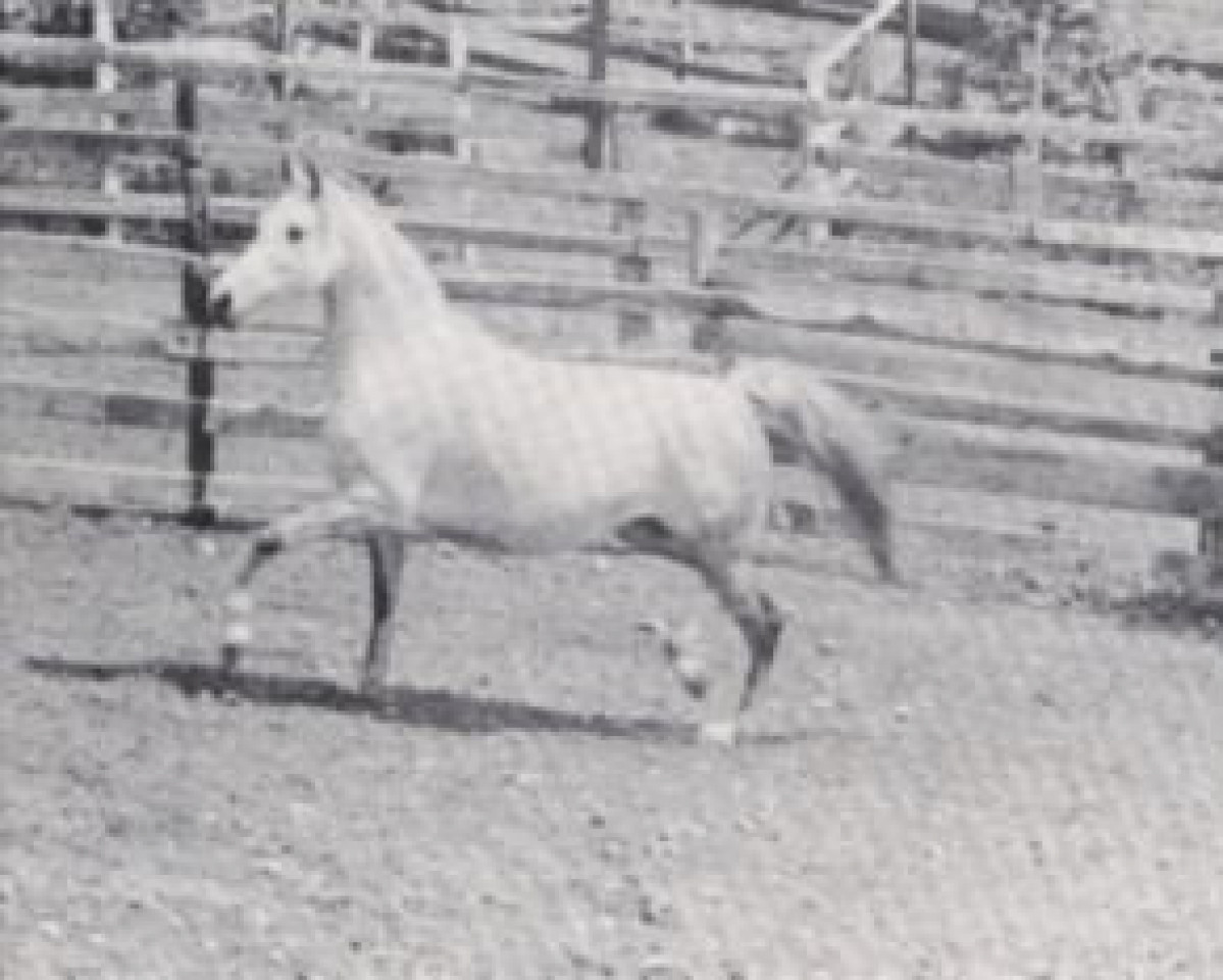 broodmare Szarza ox (Arabian purebred, 1956, from Ali Said ox)