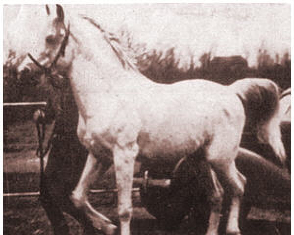 stallion Al-Mashoor ox (Arabian purebred, 1928, from Hamdani-Simri ox)