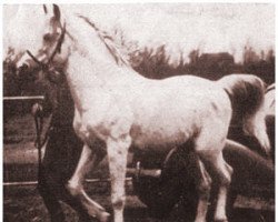 stallion Al-Mashoor ox (Arabian purebred, 1928, from Hamdani-Simri ox)