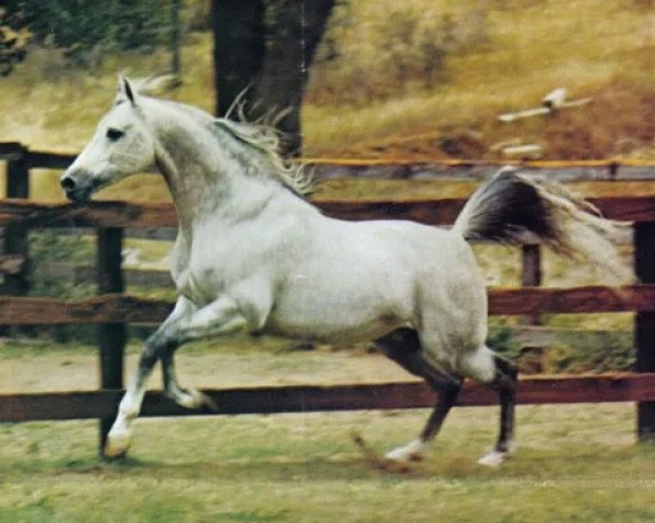 stallion Cal-O-Bask ox (Arabian purebred, 1971, from Bask ox)