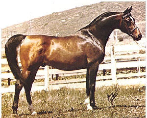 Deckhengst Bask-Tez ox (Vollblutaraber, 1969, von Bask ox)