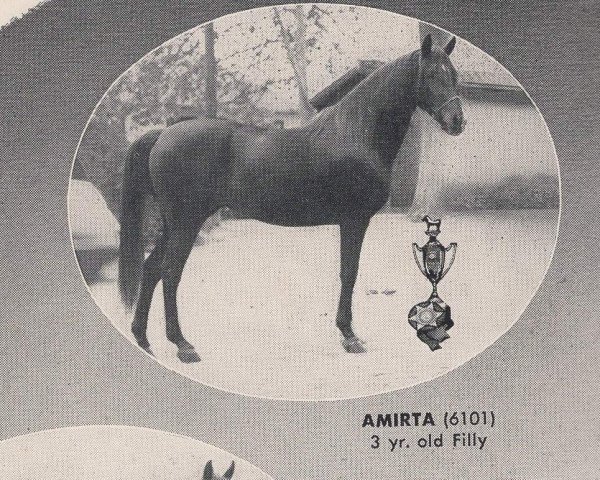broodmare Amirta ox (Arabian purebred, 1950, from Tamarlane ox)