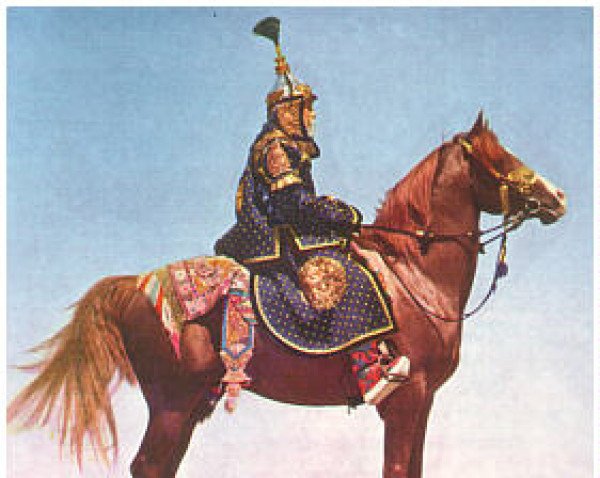 stallion Tamarlane ox (Arabian purebred, 1945, from Abu Farwa 1940 ox)