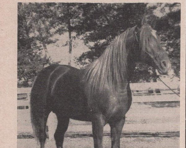 horse Tarih ox (Arabian purebred, 1950, from Olnatar ox)