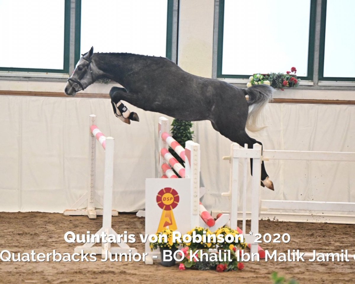 Pferd Quintaris von Robinson (Deutsches Reitpony, 2020, von Quaterback's Junior)