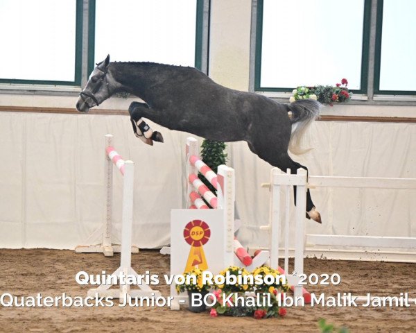 Pferd Quintaris von Robinson (Deutsches Reitpony, 2020, von Quaterback's Junior)