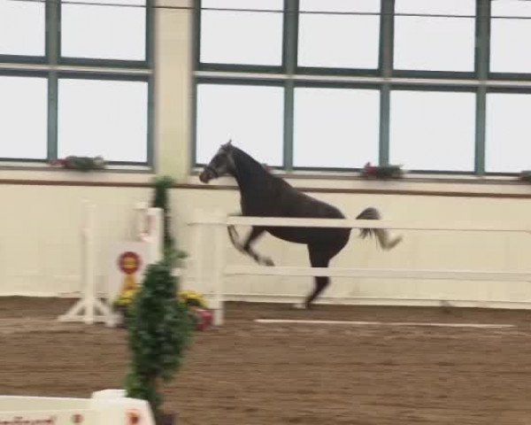 Video von Quintaris von Robinson
