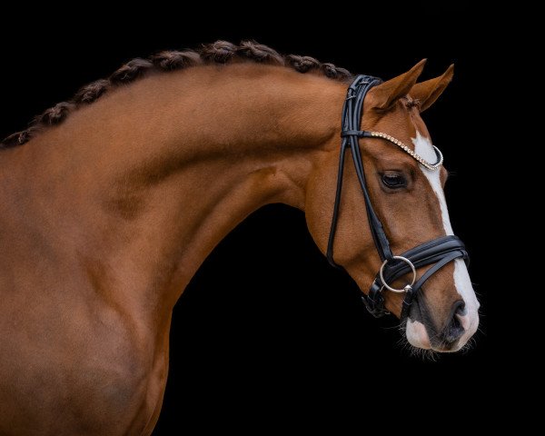 Pferd PAV Galaxy Dream (Deutsches Reitpony, 2020, von Phw's Grandios)