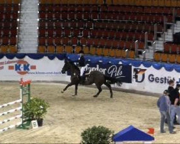 jumper Landina 35 (Westphalian, 2003, from Landilot)
