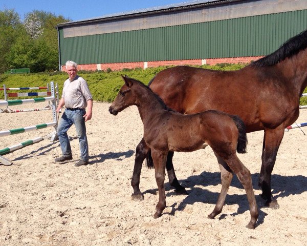 horse Baloudetto (Holsteiner, 2016, from Balou du Rouet)