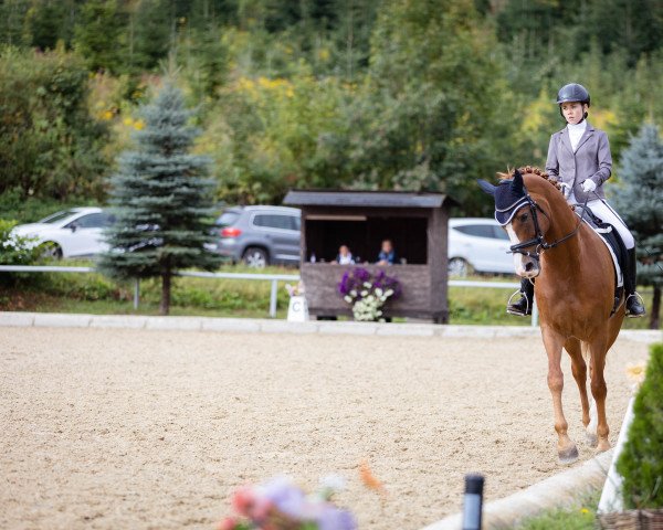 horse Gleaming Samira (Austrian Warmblood, 2014, from Scolari)