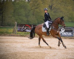 Springpferd Loreen Ve (KWPN (Niederländisches Warmblut), 2016, von Diamant de Semilly)
