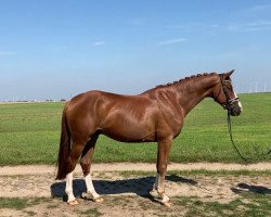 jumper Dynamic (German Sport Horse, 2017, from De Niro)